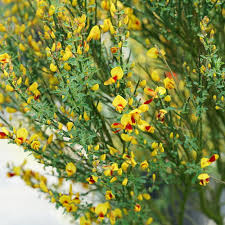 Attēlu rezultāti vaicājumam “Cytisus scoparius flower”