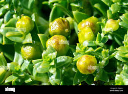 Attēlu rezultāti vaicājumam “Honckenya peploides bud”