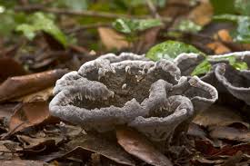 Attēlu rezultāti vaicājumam “Phellodon tomentosus”