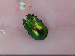 Attēlu rezultāti vaicājumam “Linaeidea aenea”