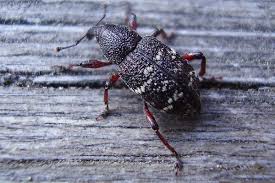 Attēlu rezultāti vaicājumam “Hylobius pinastri”