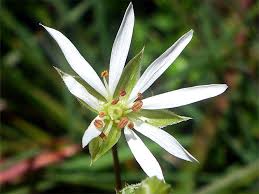 Attēlu rezultāti vaicājumam “Stellaria graminea flower”
