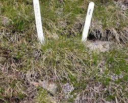 Attēlu rezultāti vaicājumam “Trichophorum cespitosum fruit”