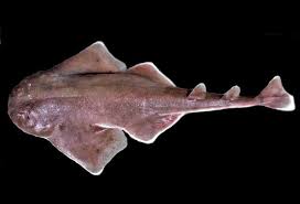 Image result for Squatina dumeril