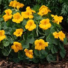 Image result for Tropaeolum minus