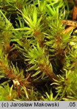 Attēlu rezultāti vaicājumam “Dicranum viride”