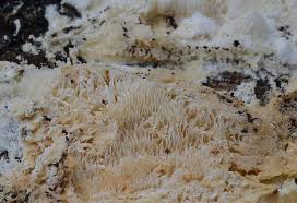 Attēlu rezultāti vaicājumam “Postia rennyi”