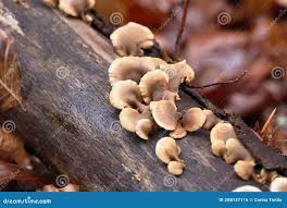 Attēlu rezultāti vaicājumam “Lentinellus ursinus”