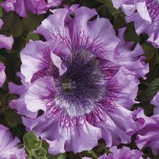 Image result for Petunia