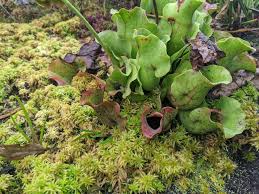 Attēlu rezultāti vaicājumam “Kurzia pauciflora”