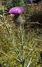 Attēlu rezultāti vaicājumam “Cirsium vulgare flower”