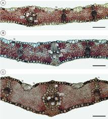 Attēlu rezultāti vaicājumam “Elytrigia repens leaf”