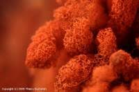 Attēlu rezultāti vaicājumam “Heterotrichia oerstedii (syn. Arcyria oerstedii) sessile”