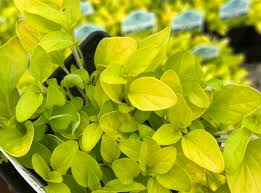 Attēlu rezultāti vaicājumam “Origanum vulgare leaf”