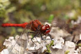 Attēlu rezultāti vaicājumam “Sympetrum sanguineum”