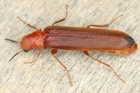 Attēlu rezultāti vaicājumam “Hylecoetus dermestoides male”