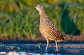 Attēlu rezultāti vaicājumam “Crex crex”