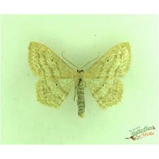 Attēlu rezultāti vaicājumam “Lomographa bimaculata”