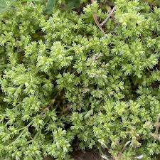 Attēlu rezultāti vaicājumam “Scleranthus annuus”