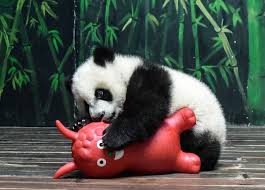 Résultat de recherche d'images pour "pandas"