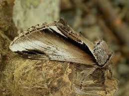 Attēlu rezultāti vaicājumam “Pheosia gnoma”