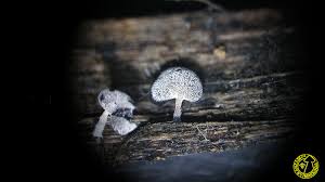 Attēlu rezultāti vaicājumam “Physarum compressum”