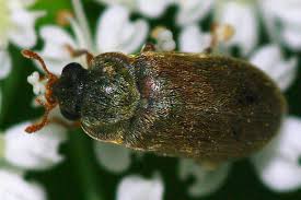 Attēlu rezultāti vaicājumam “Byturus ochraceus”