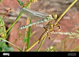 Attēlu rezultāti vaicājumam “Aeshna mixta female”