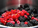 Cultivated brambles
