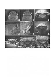 Attēlu rezultāti vaicājumam “Harminius undulatus”