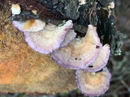 Attēlu rezultāti vaicājumam “Trichaptum abietinum”