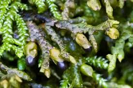 Attēlu rezultāti vaicājumam “Porella platyphylla”