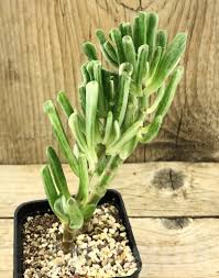 Image result for Crassula hobbit