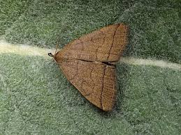 Attēlu rezultāti vaicājumam “Zanclognatha tarsipennalis”