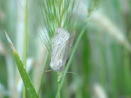 Attēlu rezultāti vaicājumam “Chortodes fluxa”