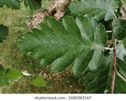 Attēlu rezultāti vaicājumam “Sorbus intermedia leaf”