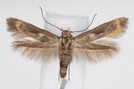 Attēlu rezultāti vaicājumam “Scythris limbella”