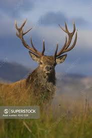 Attēlu rezultāti vaicājumam “Cervus elaphus”