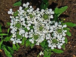 Image result for Iberis amara