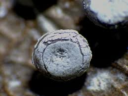 Attēlu rezultāti vaicājumam “Diderma hemisphaericum macro”