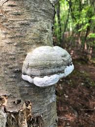 Attēlu rezultāti vaicājumam “Piptoporus betulinus”