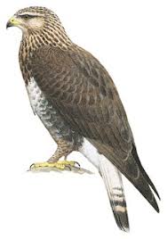 Attēlu rezultāti vaicājumam “Buteo lagopus adult”