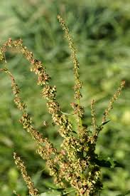 Attēlu rezultāti vaicājumam “Rumex obtusifolius flower”