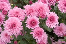 Image result for Chrysanthemum spectabile