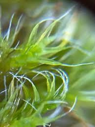 Attēlu rezultāti vaicājumam “Grimmia pulvinata sporophyte”