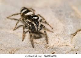 Attēlu rezultāti vaicājumam “Salticus scenicus”