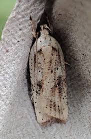 Attēlu rezultāti vaicājumam “Agonopterix aranella”