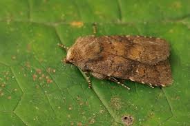 Attēlu rezultāti vaicājumam “Rusina ferruginea”