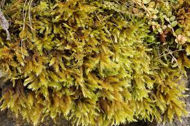 Attēlu rezultāti vaicājumam “Homalothecium sericeum”