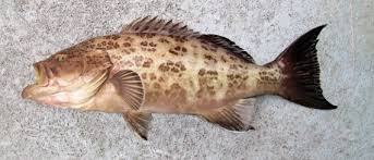 Image result for Mycteroperca phenax